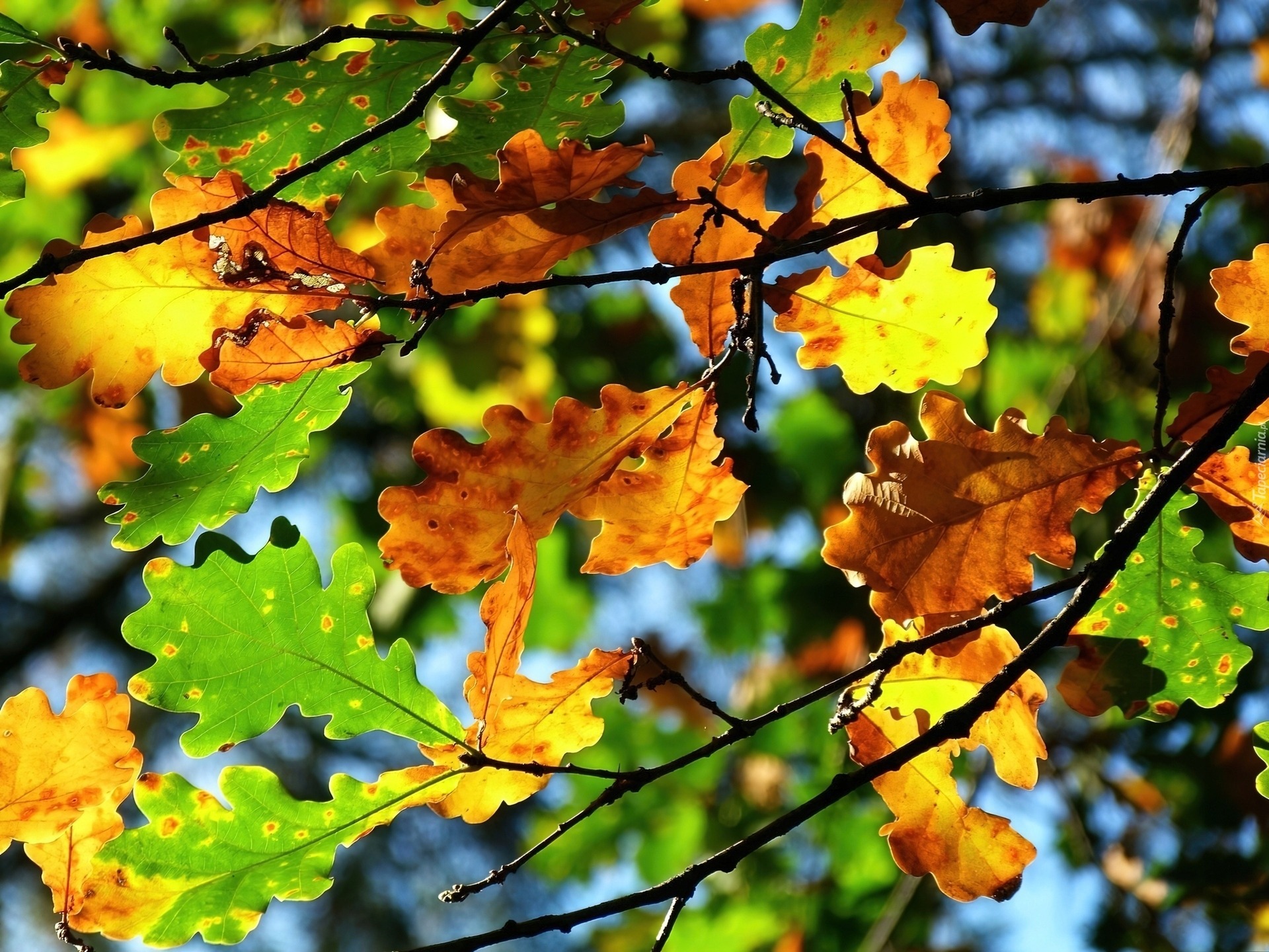 Latarka klasyczna Z WTYCZKĄ AKUMULATOROWA Tiross 1300 lm LED